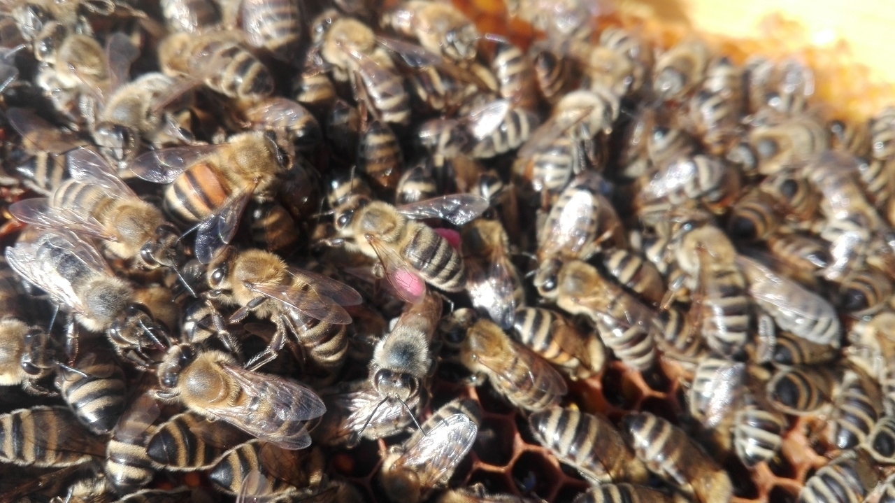 Γύρη που έρχεται στην κυψέλη στα πόδια της μέλισσας